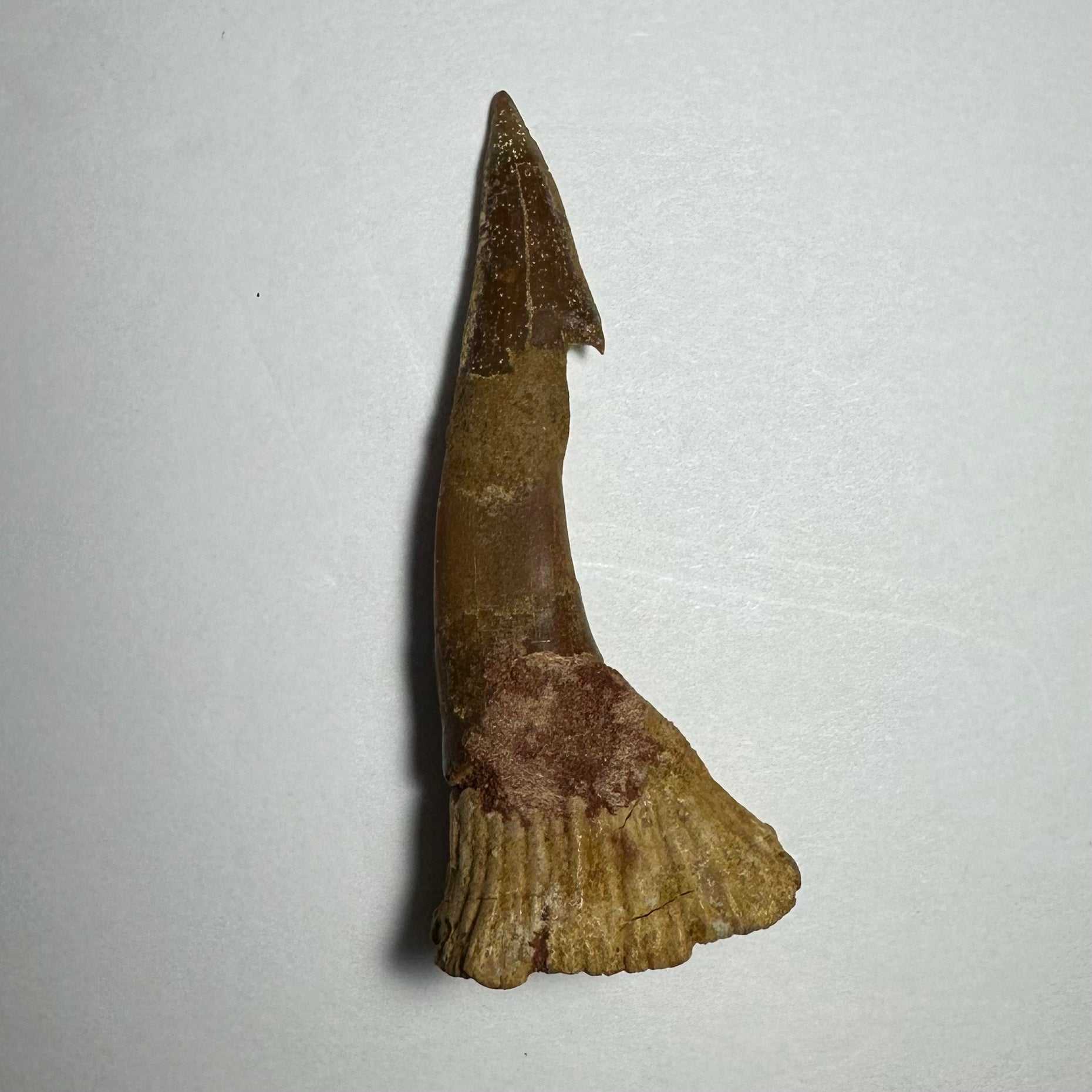 Onchopristis Barb/Tooth (MD)