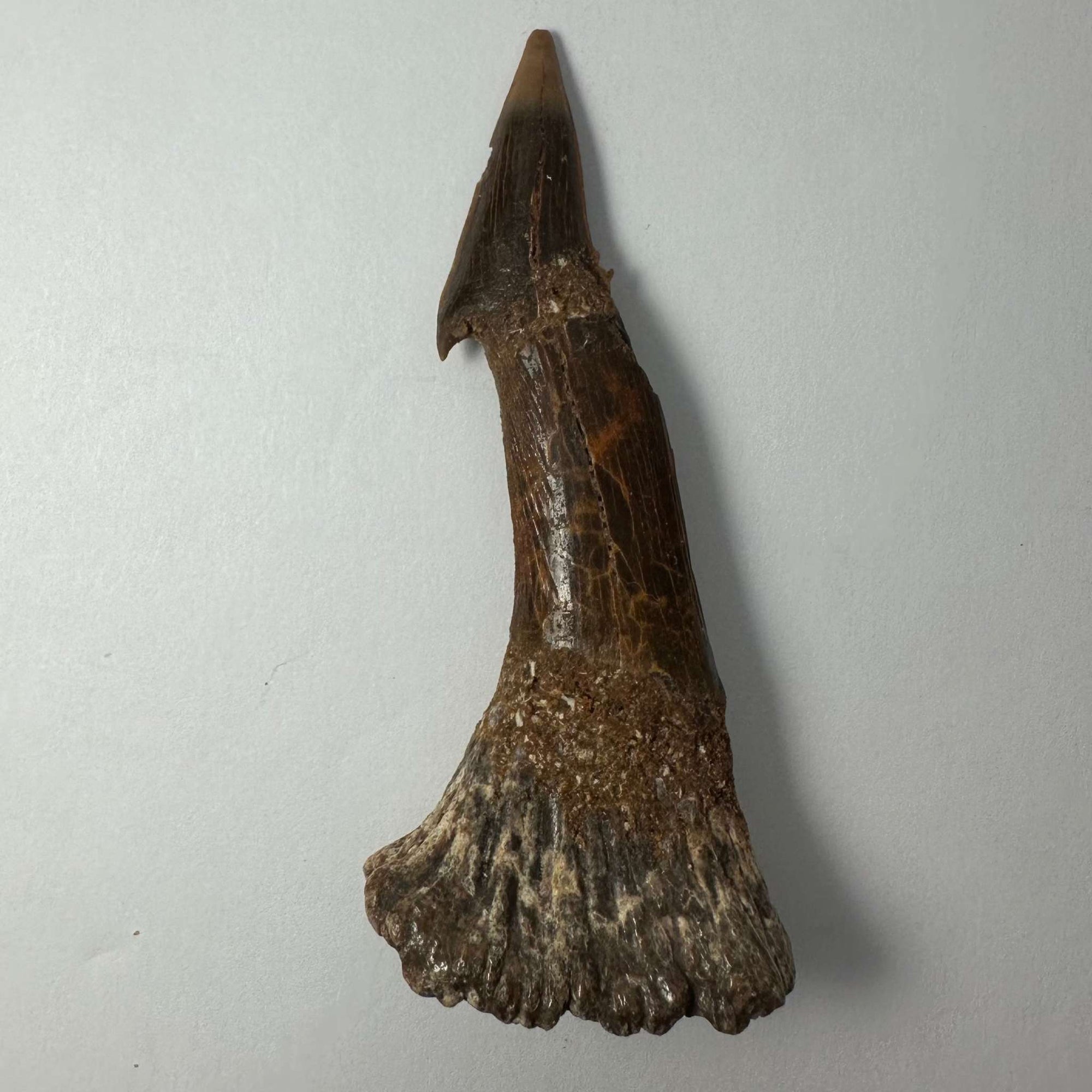 Onchopristis Barb/Tooth (LG) from Morocco