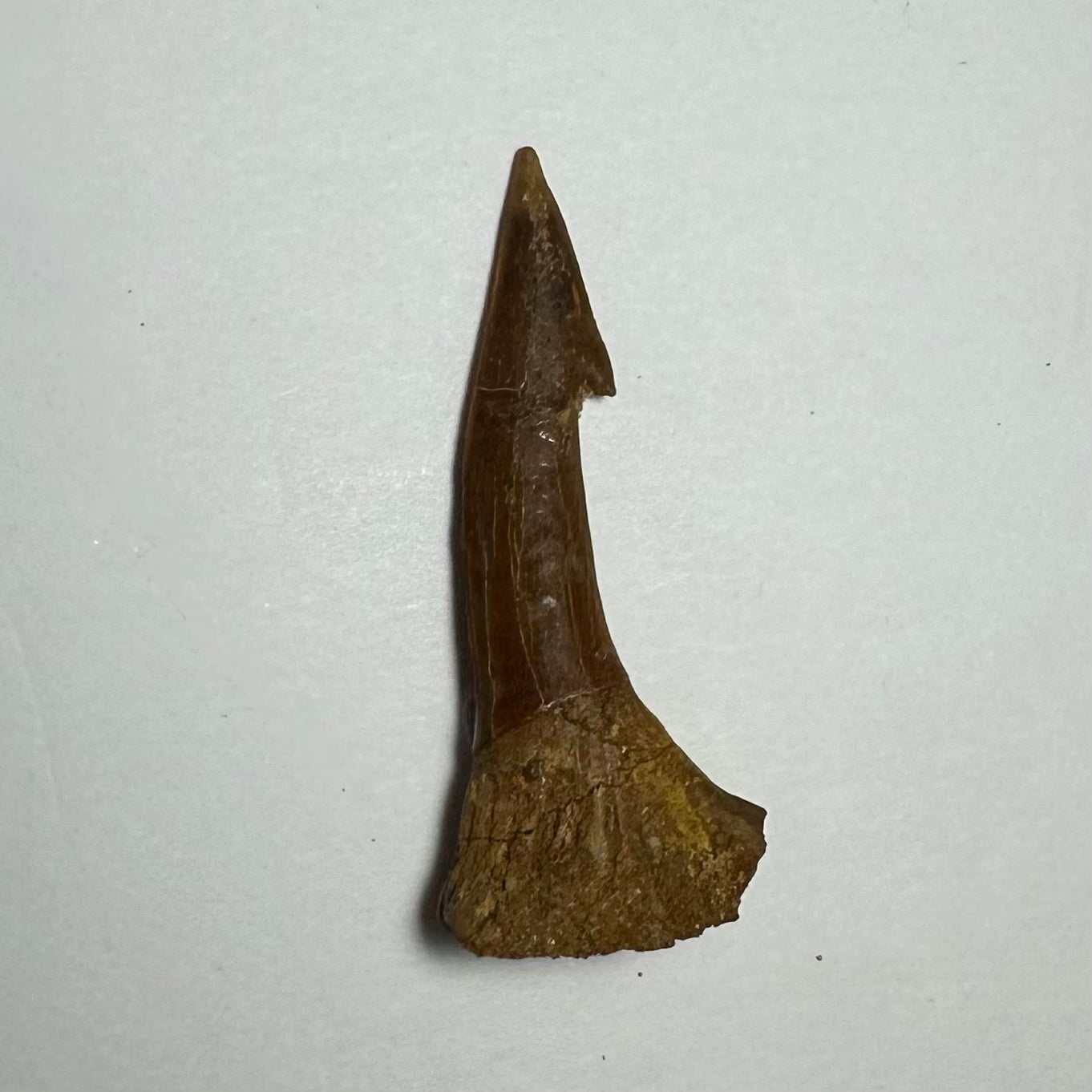 Onchopristis Barb/Tooth (MD)