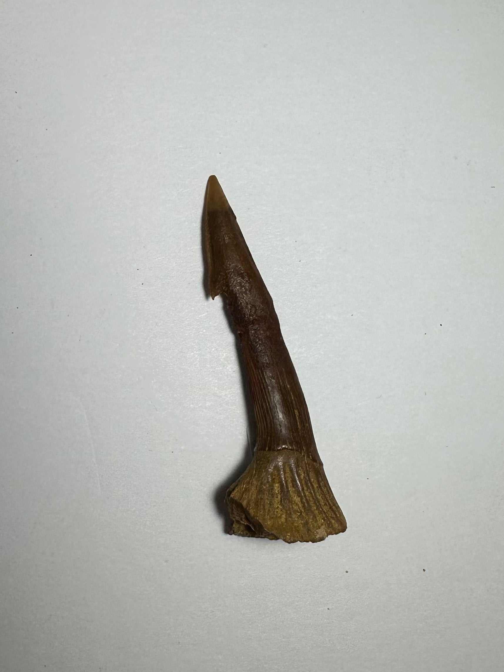 Onchopristis Barb/Tooth (MD)