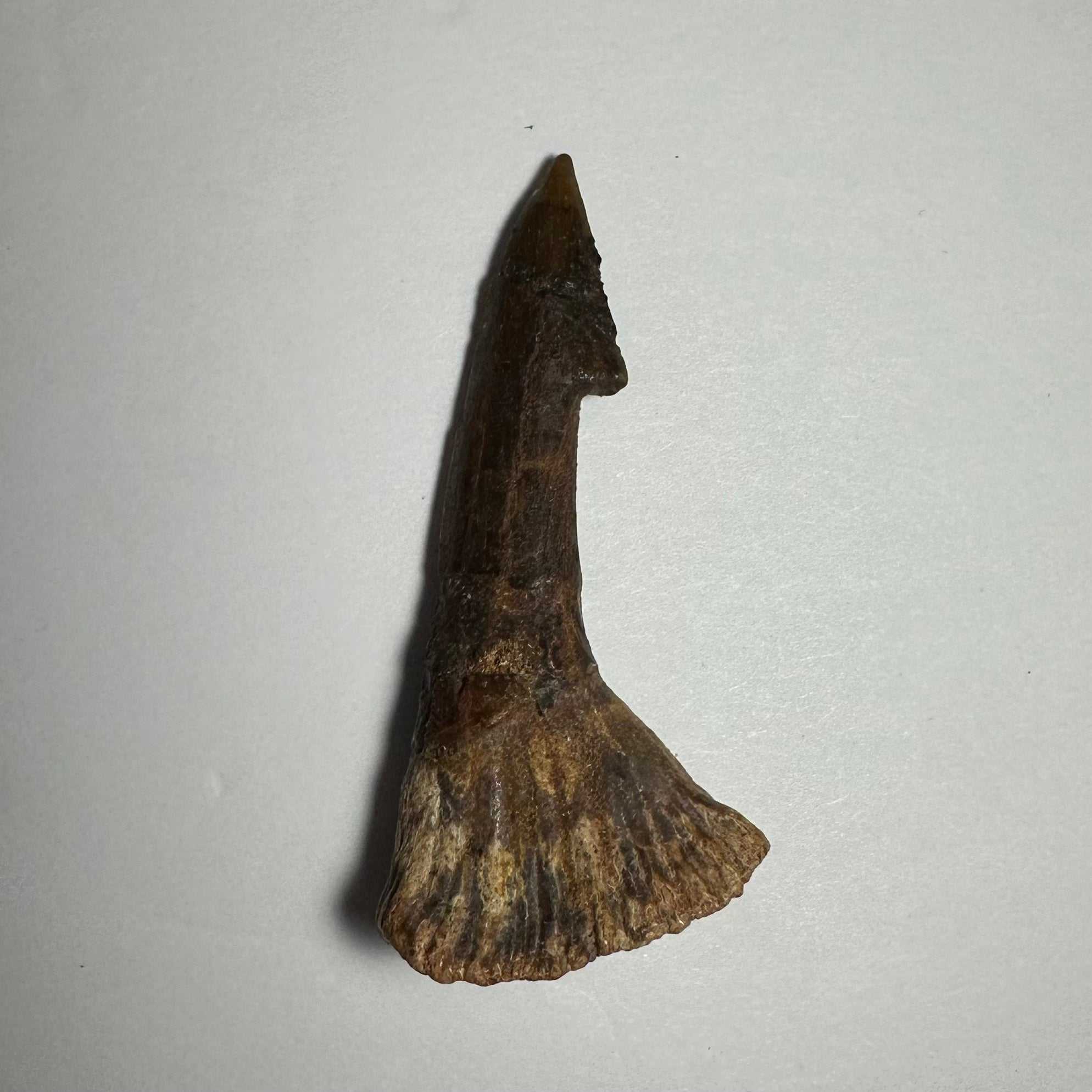 Onchopristis Barb/Tooth (MD)