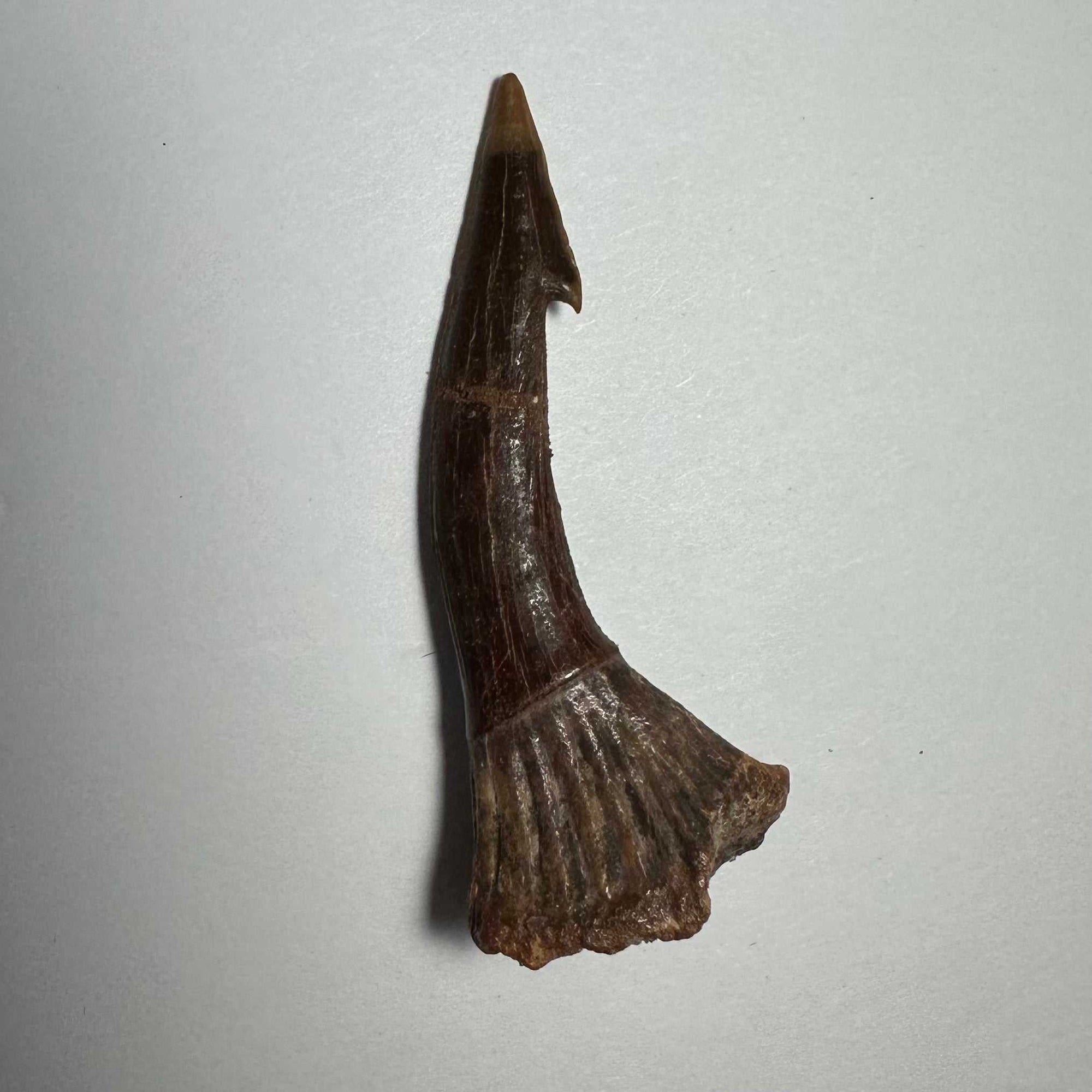 Onchopristis Barb/Tooth (MD)