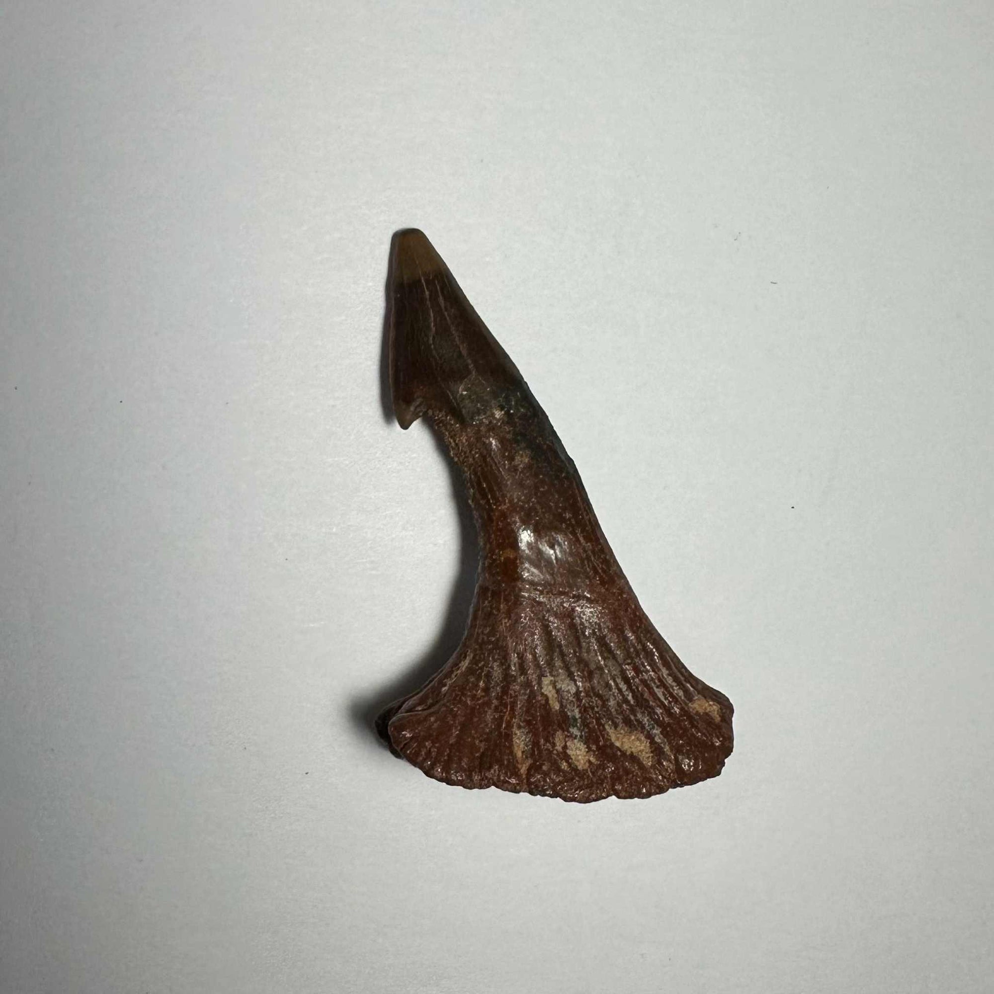 Onchopristis Barb/Tooth (MD)