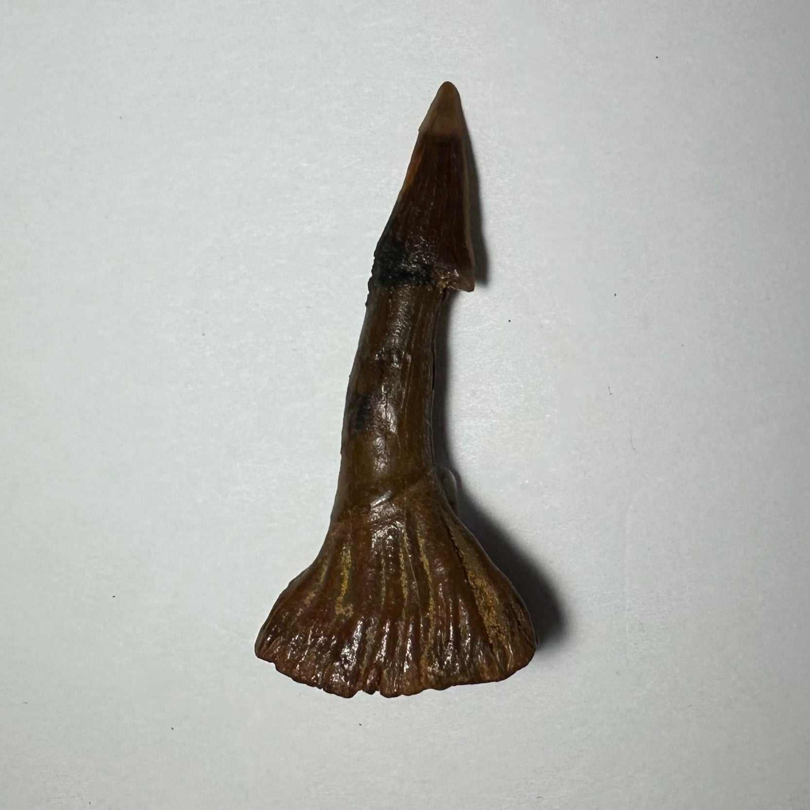 Onchopristis Barb/Tooth (MD)