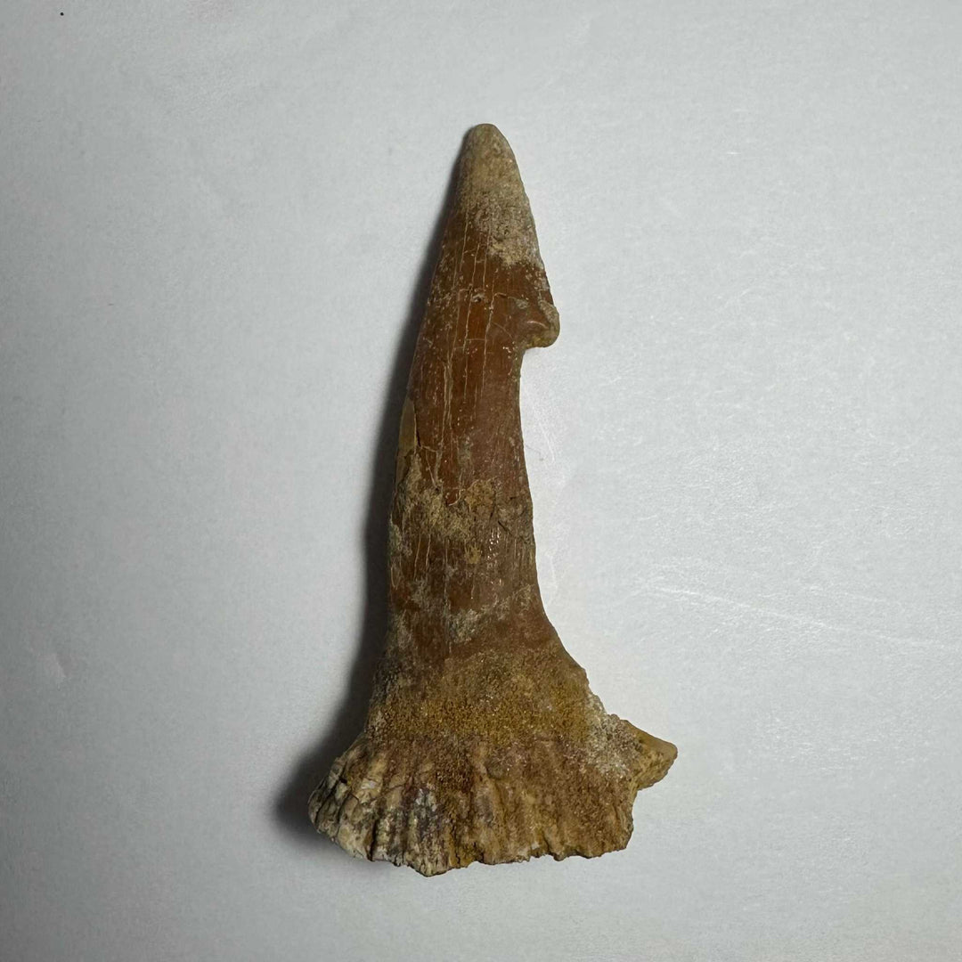 Onchopristis Barb/Tooth (MD)