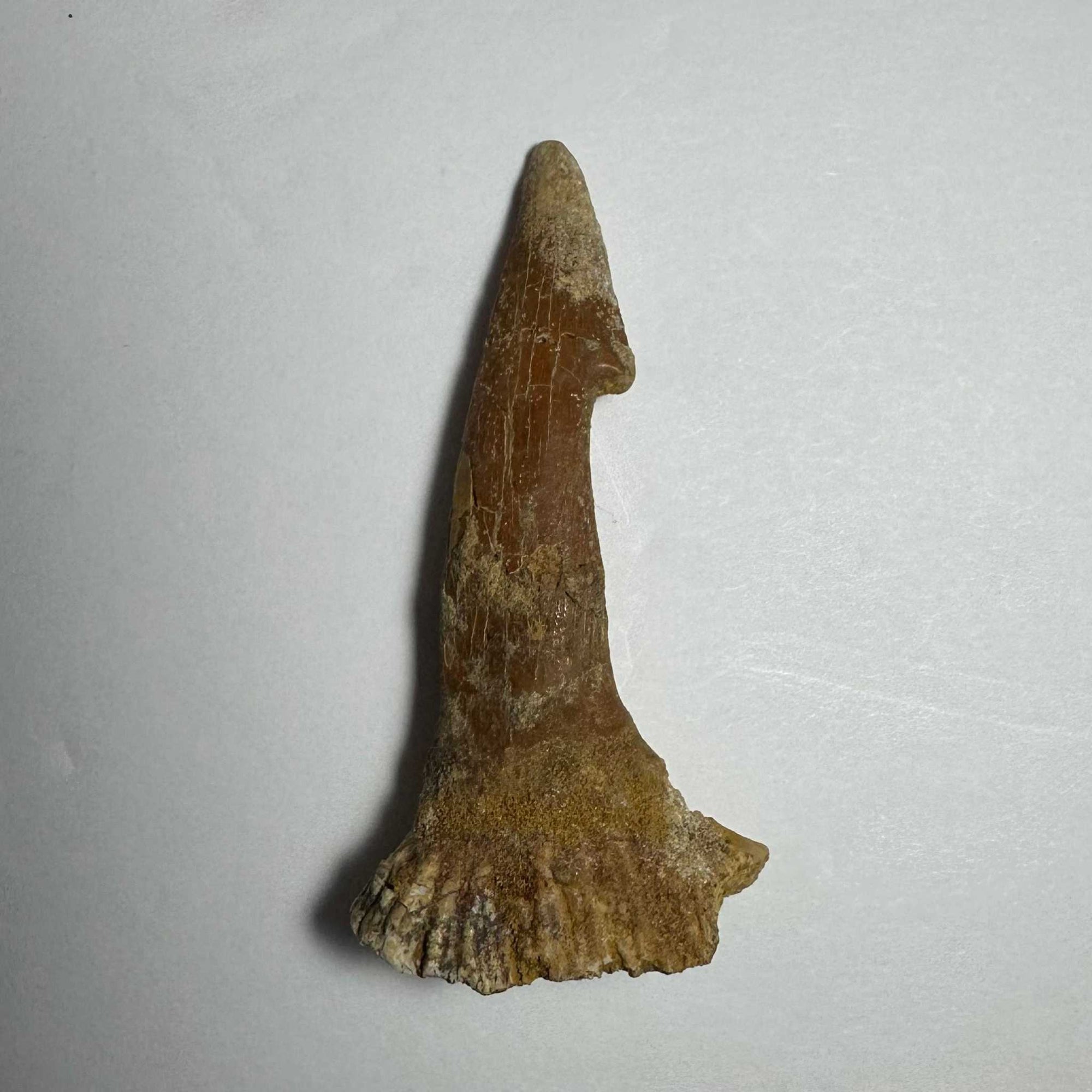 Onchopristis Barb/Tooth (MD)