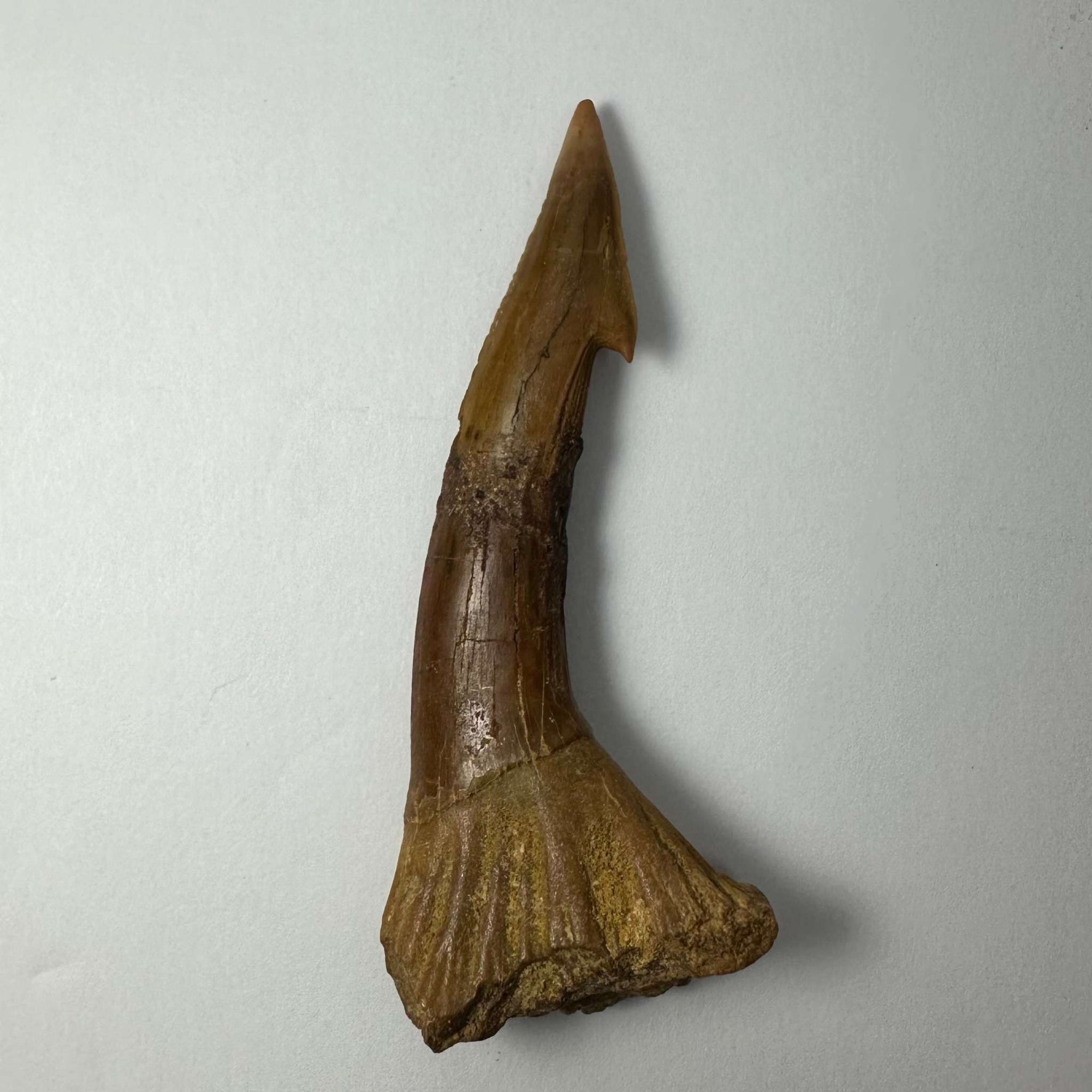 Onchopristis Barb/Tooth (LG) from Morocco