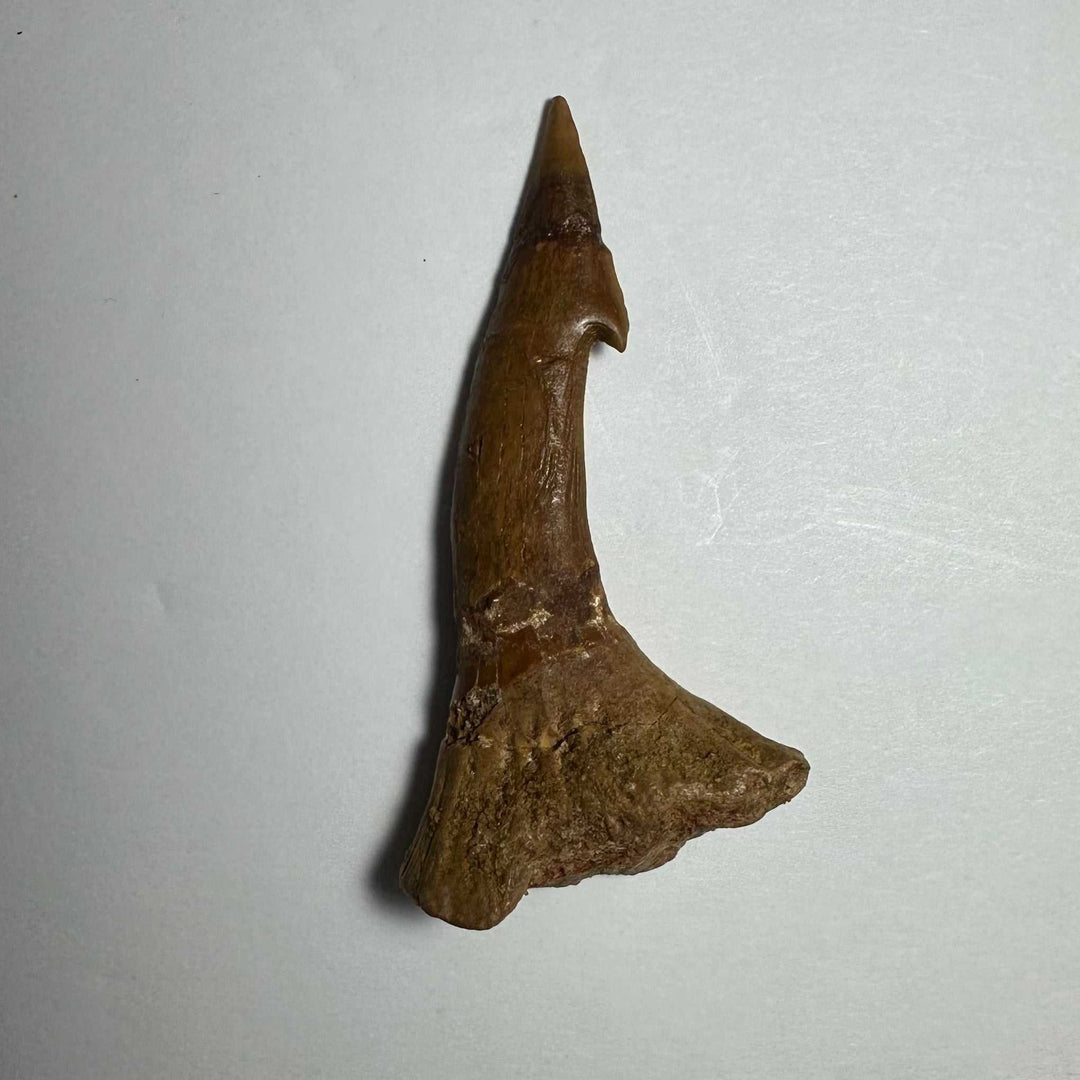 Onchopristis Barb/Tooth (MD)