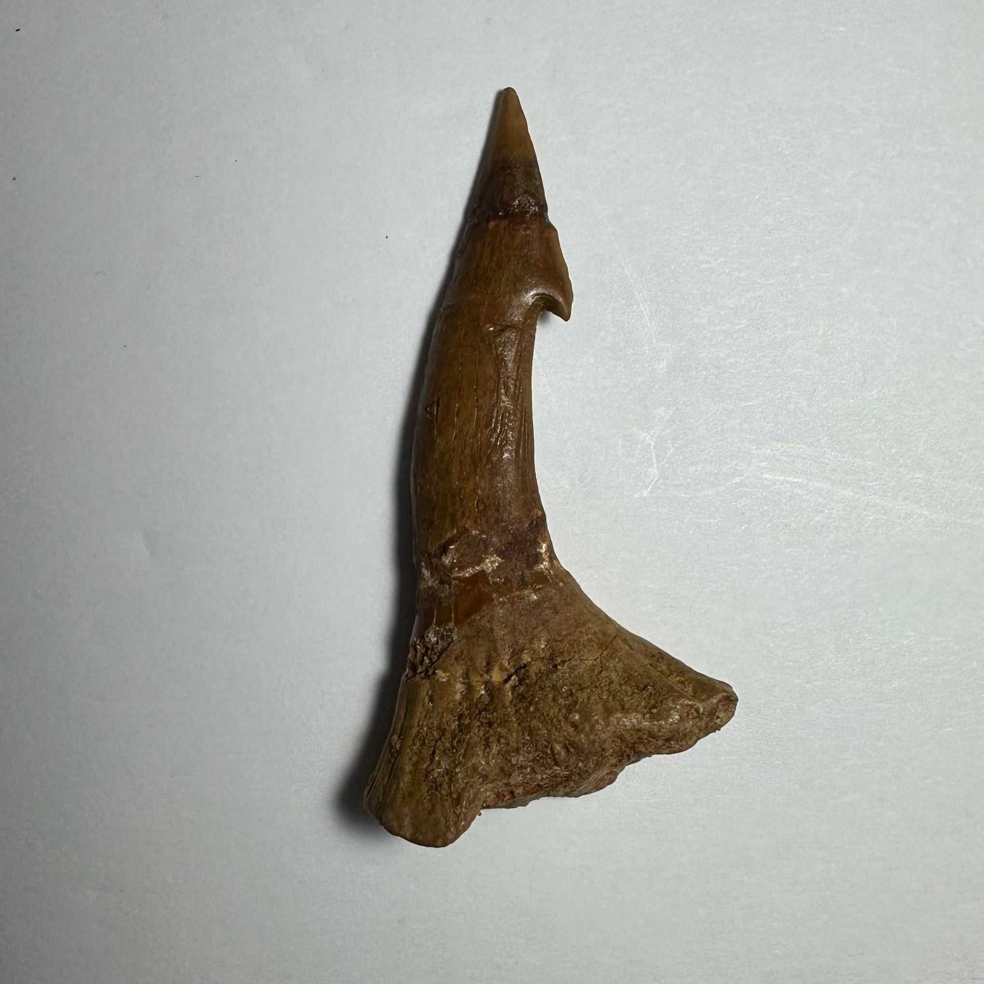 Onchopristis Barb/Tooth (MD)