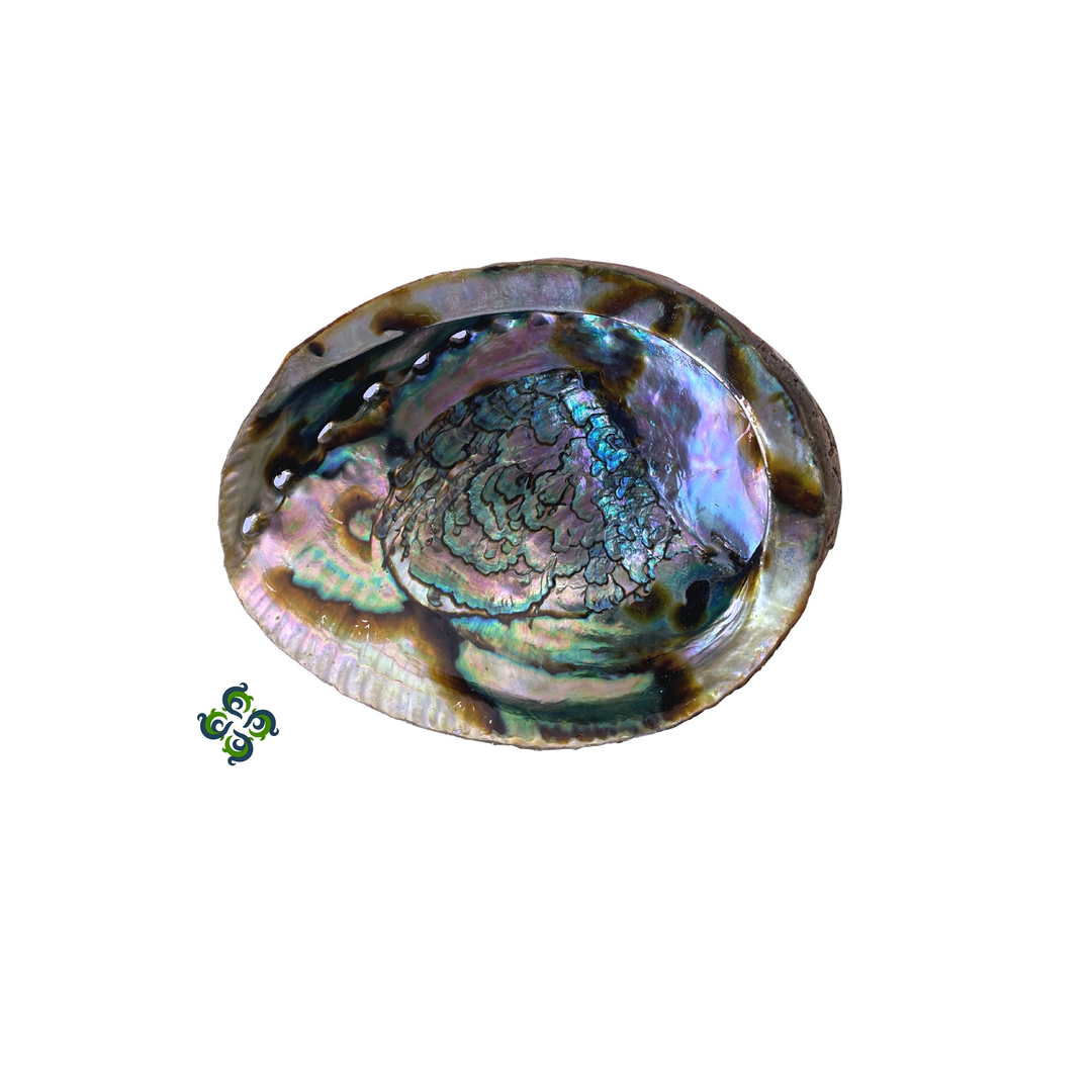 New Zealand Abalone Shells Incense Sage Burner
