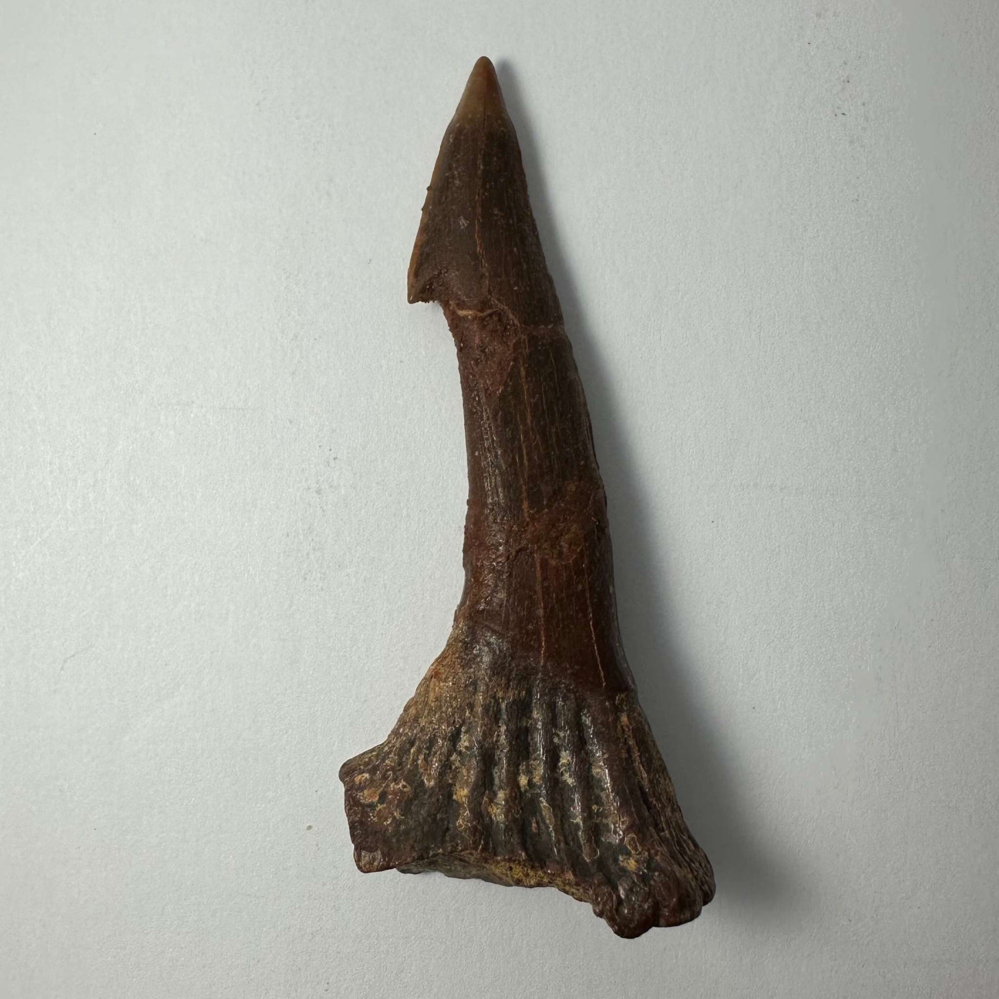 Onchopristis Barb/Tooth (LG) from Morocco