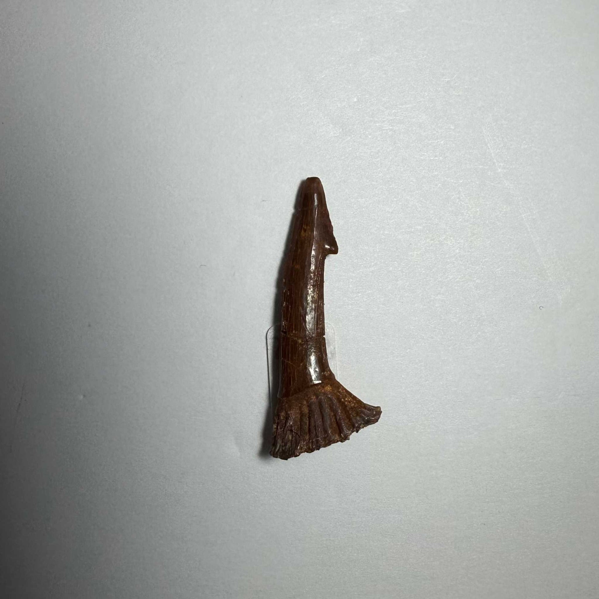 Onchopristis Barb/Tooth (SM) from Morocco