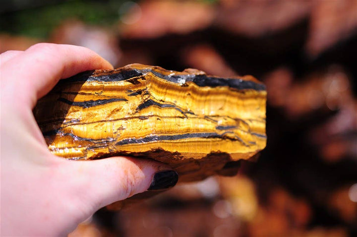 Rough African Top Gold Tiger Eye Specimen
