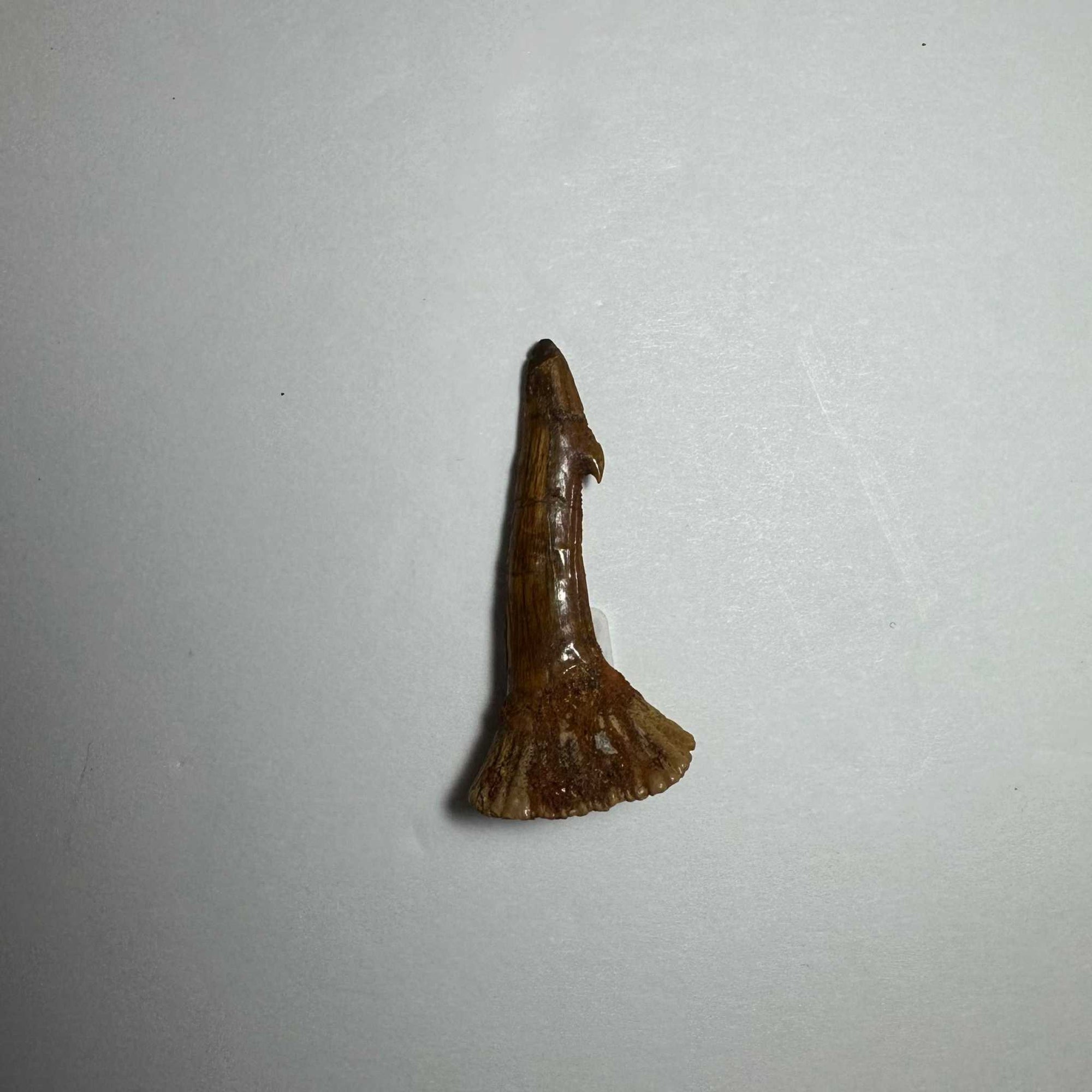 Onchopristis Barb/Tooth (SM) from Morocco