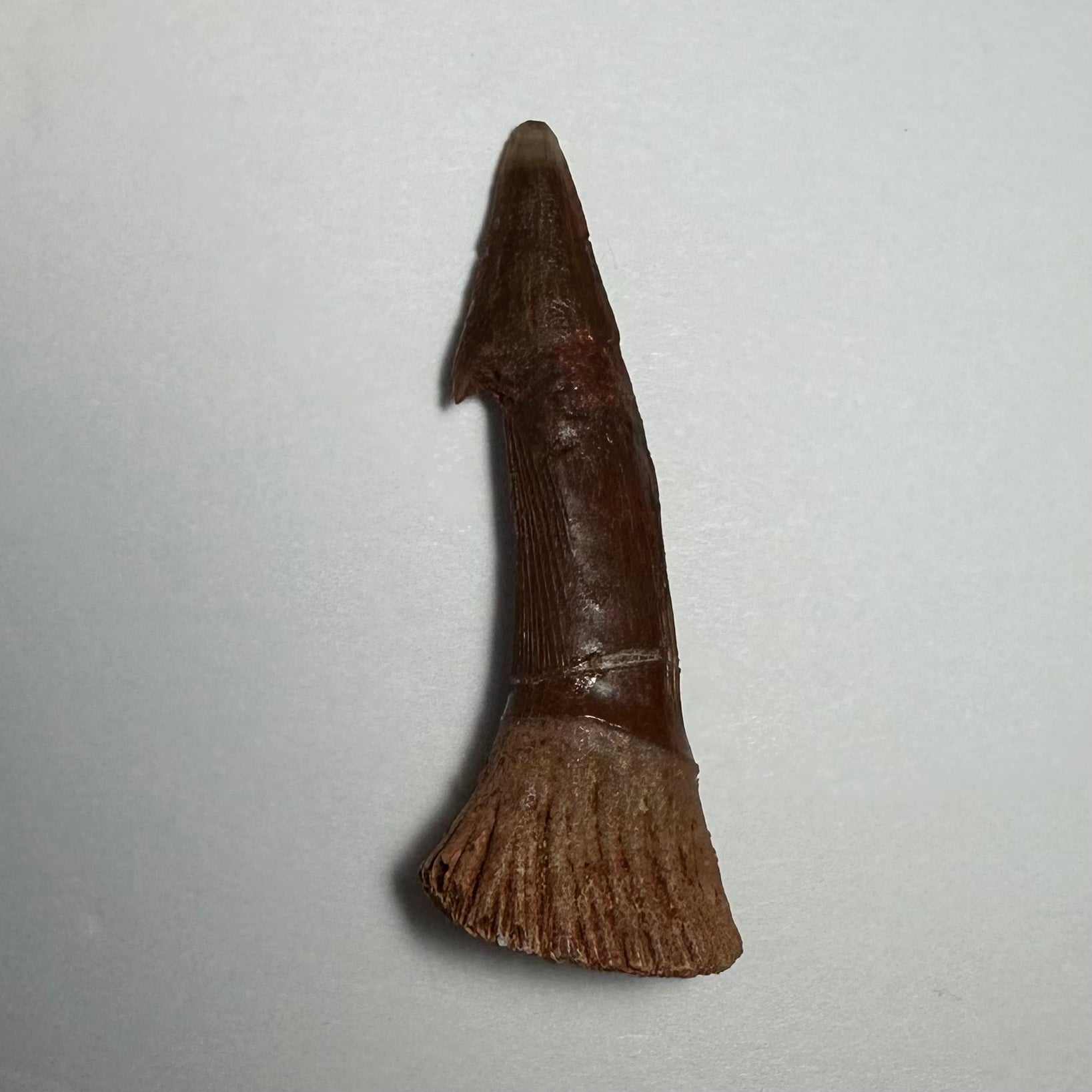 Onchopristis Barb/Tooth (MD)