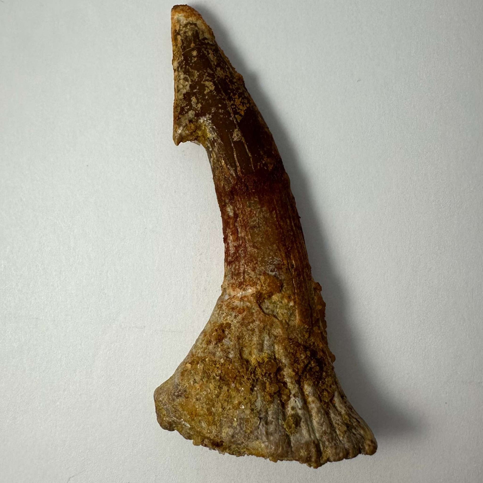 Onchopristis Barb/Tooth (LG) from Morocco