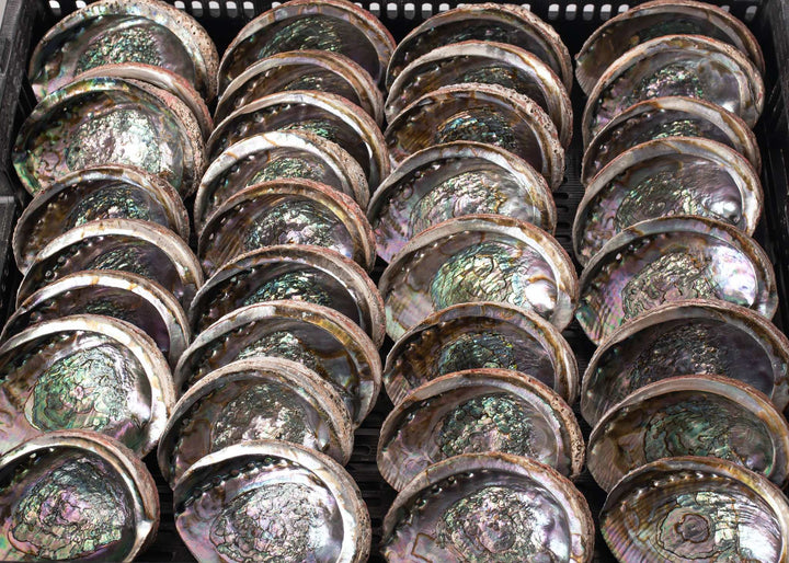 Mexican Abalone Shell, 5 - 6 Inches