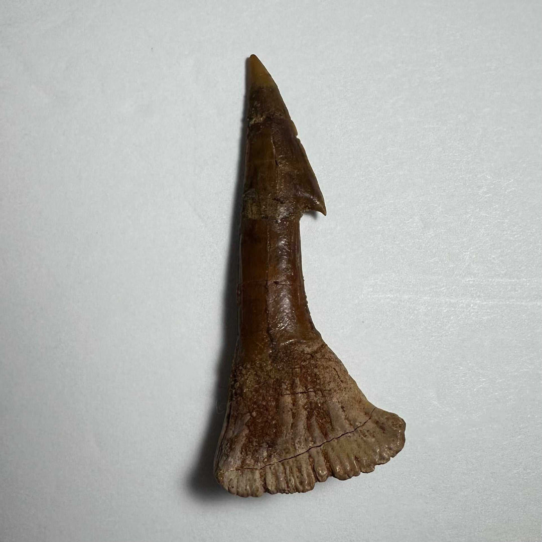 Onchopristis Barb/Tooth (MD)