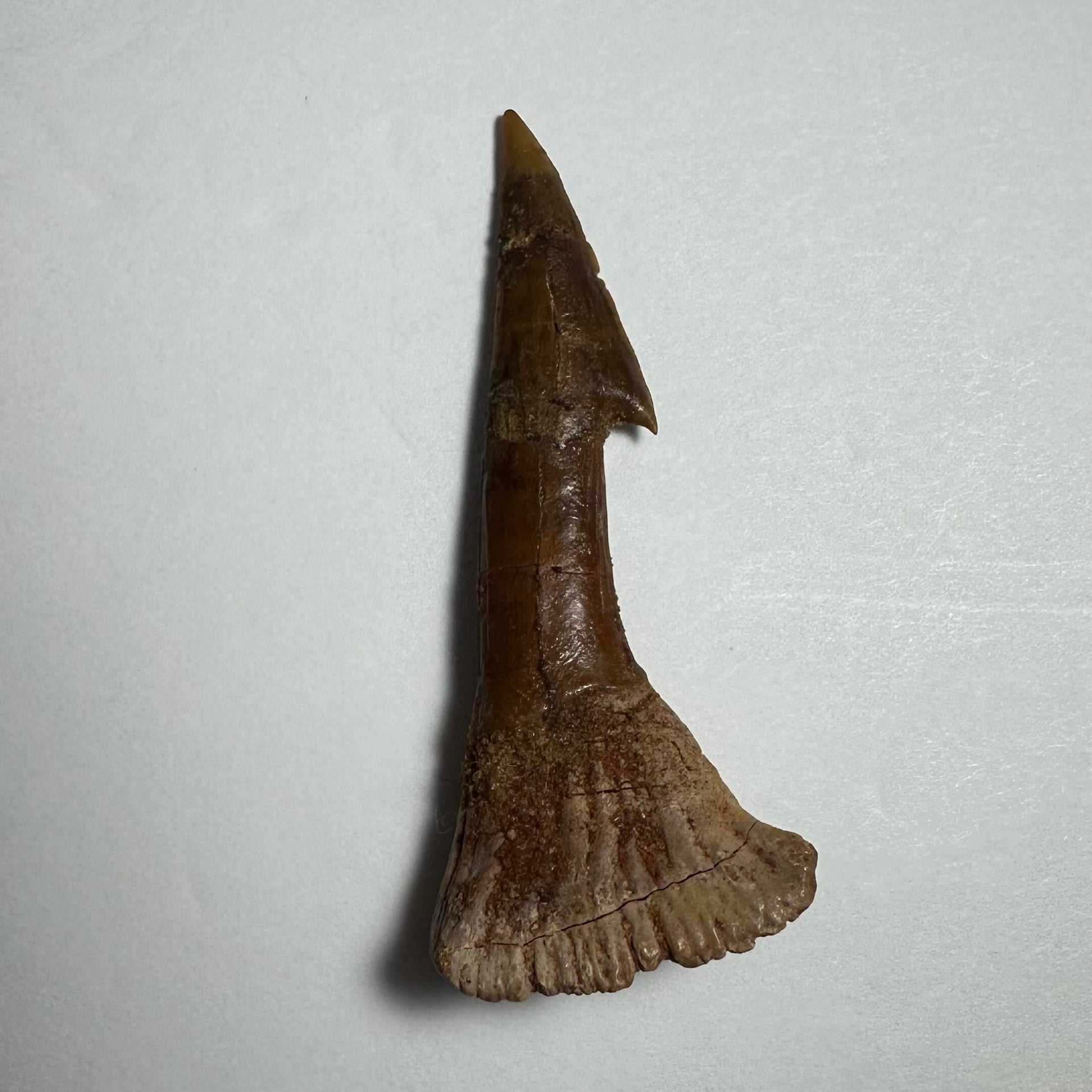 Onchopristis Barb/Tooth (MD)