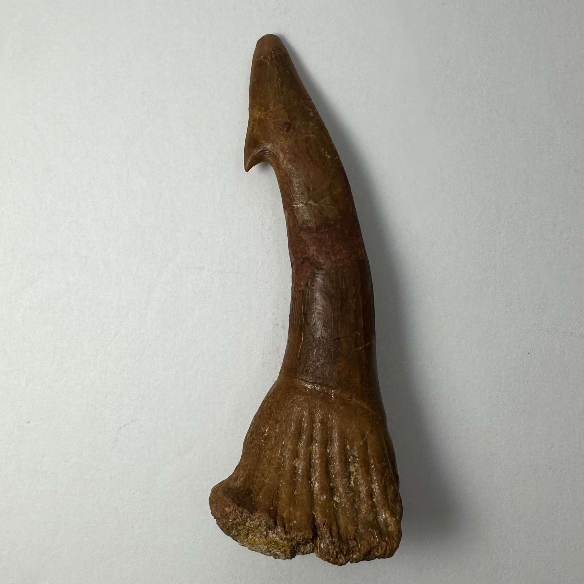 Onchopristis Barb/Tooth (LG) from Morocco