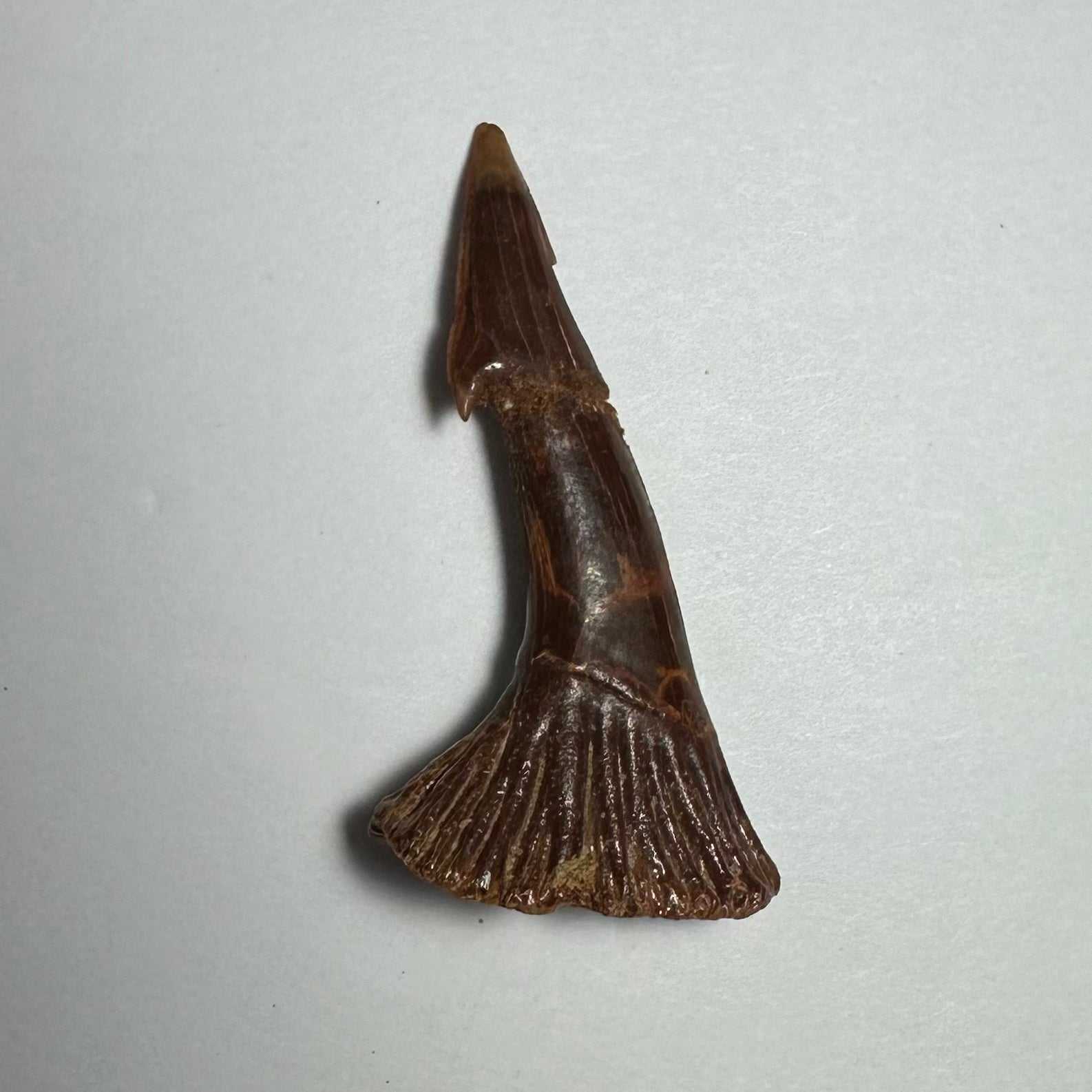 Onchopristis Barb/Tooth (MD)