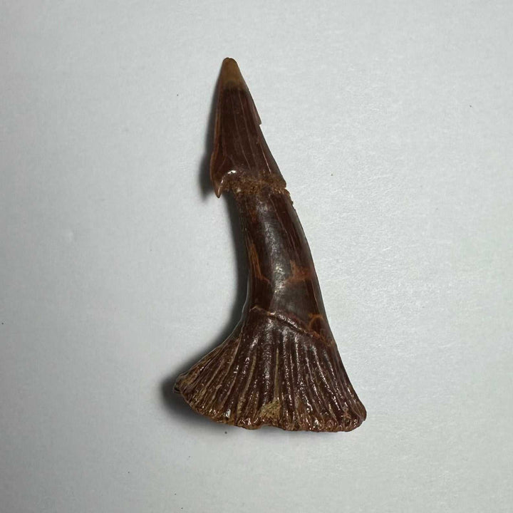 Onchopristis Barb/Tooth (MD)