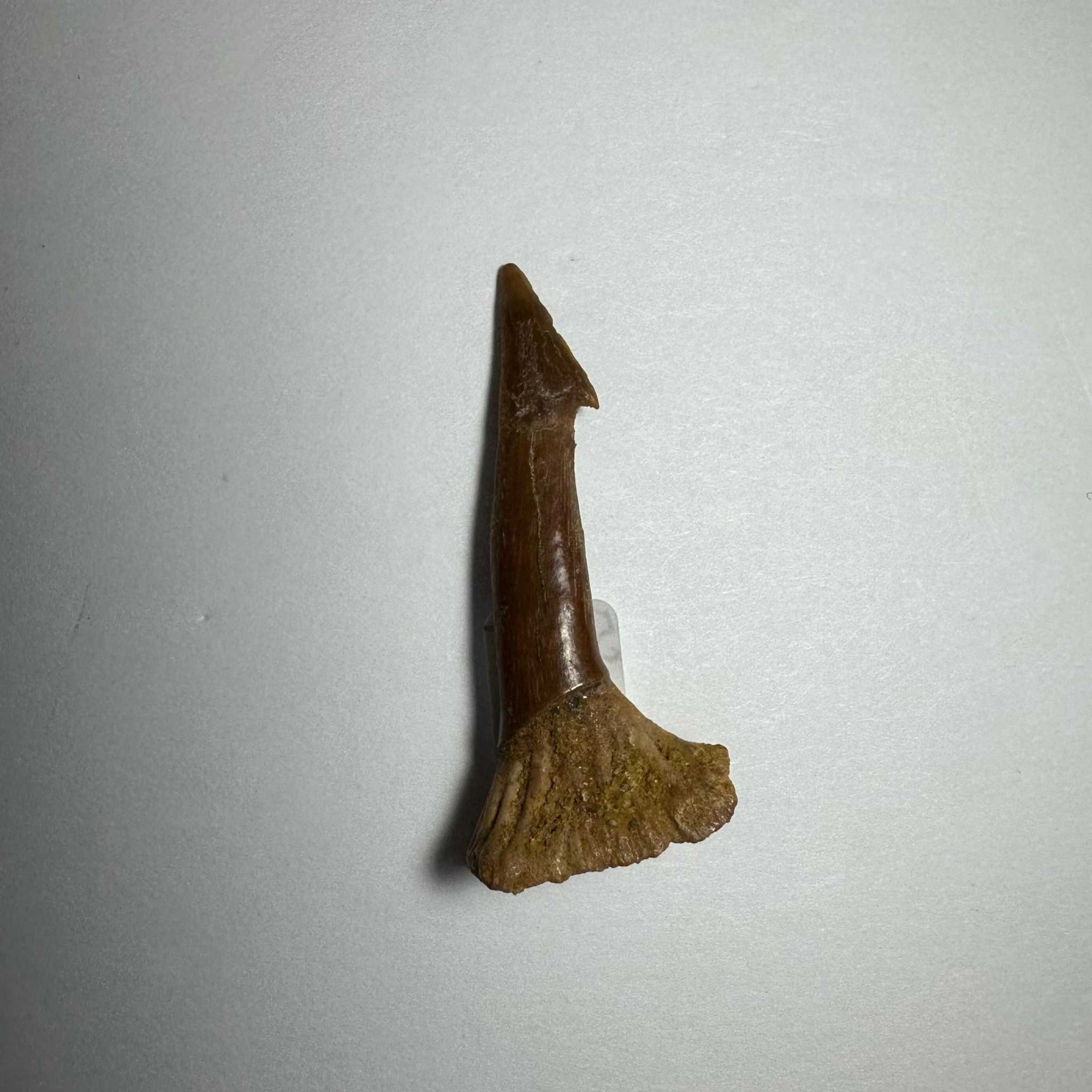 Onchopristis Barb/Tooth (SM) from Morocco