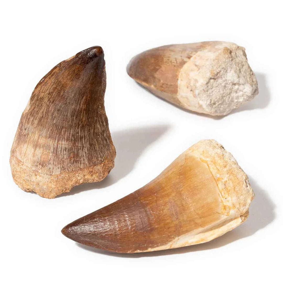 Mosasaur Tooth $60.00
