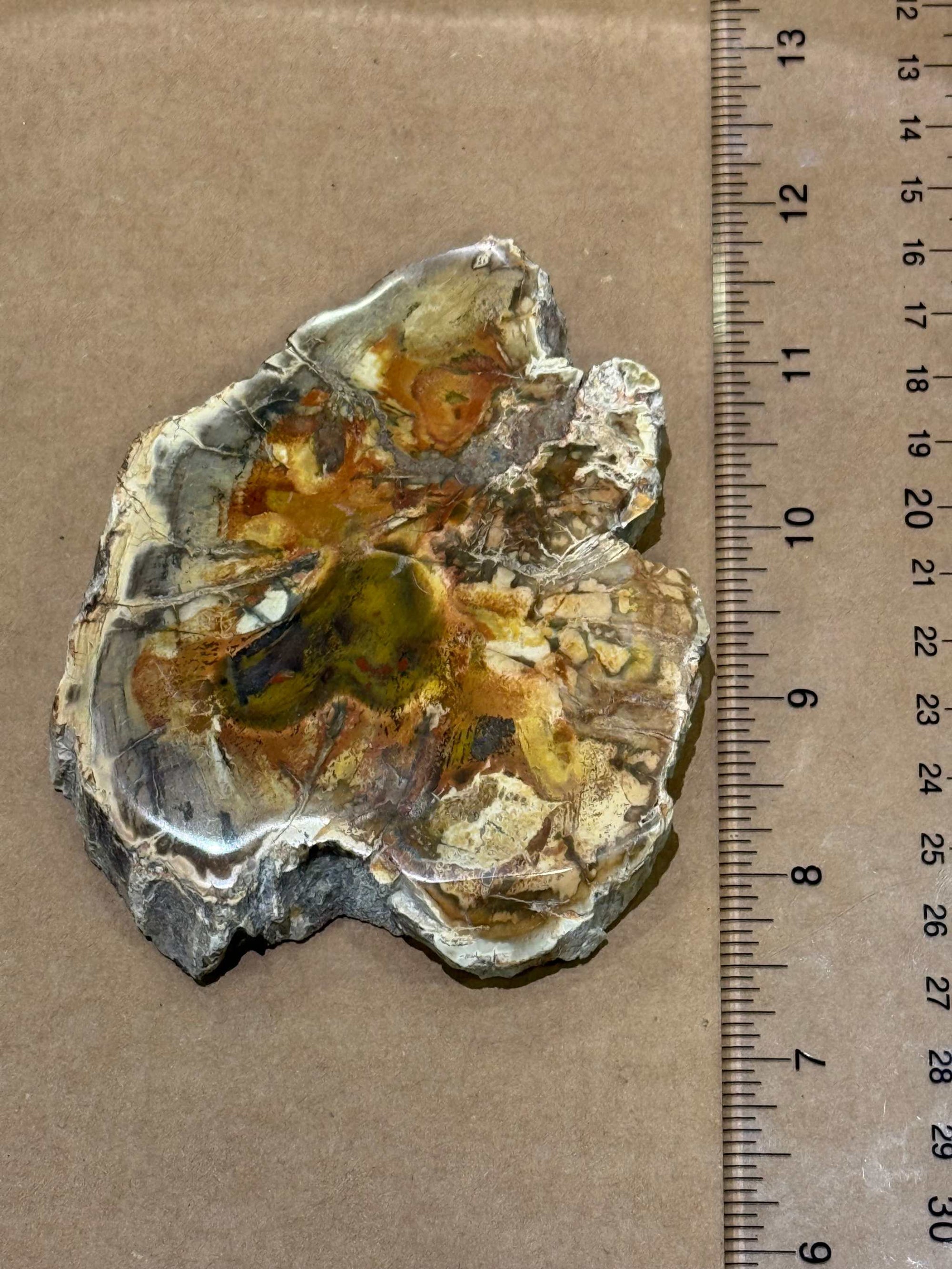 Petrified Wood Slice by Weight