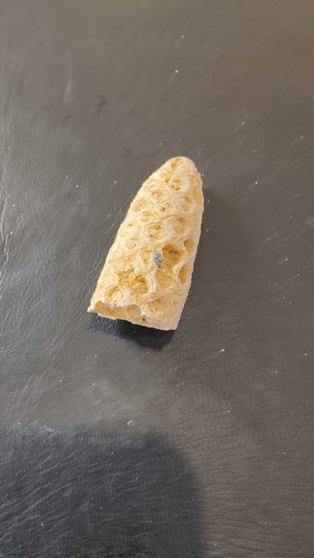 Fossilized Pine Cone 2"