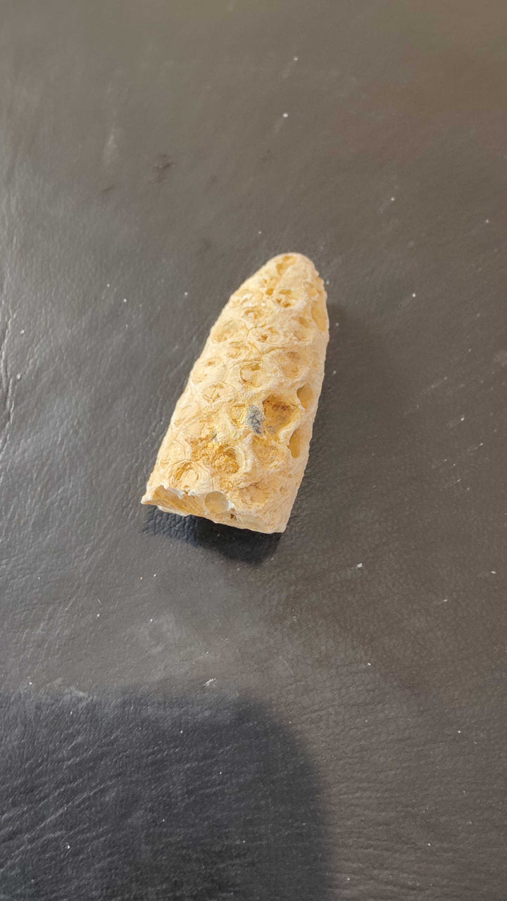 Fossilized Pine Cone 2"