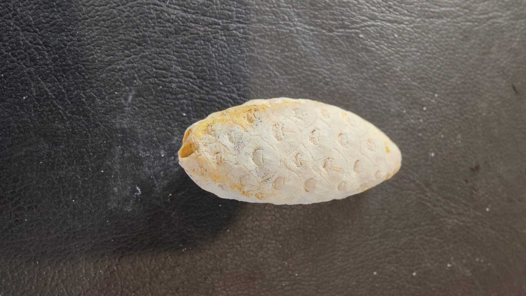 Fossilized Pine Cone 2"