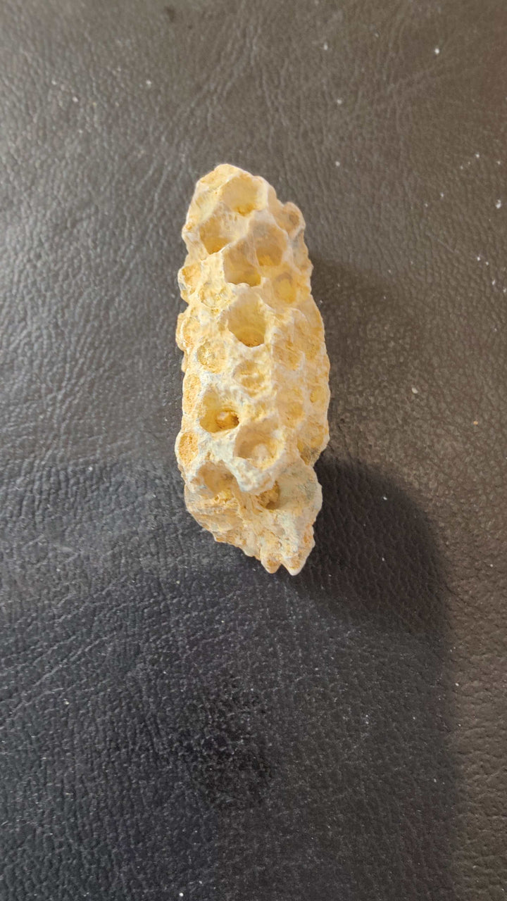 Fossilized Pine Cone 2"