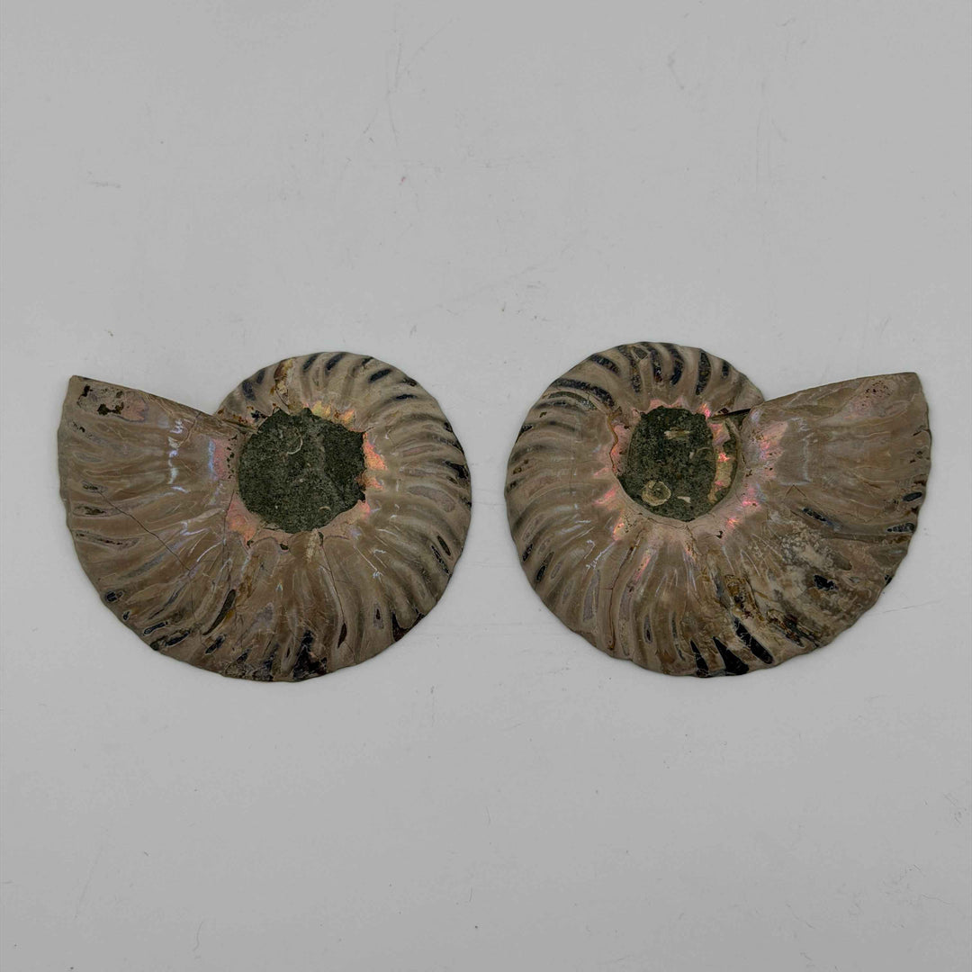 Ammonite Pair ~ 3-4"
