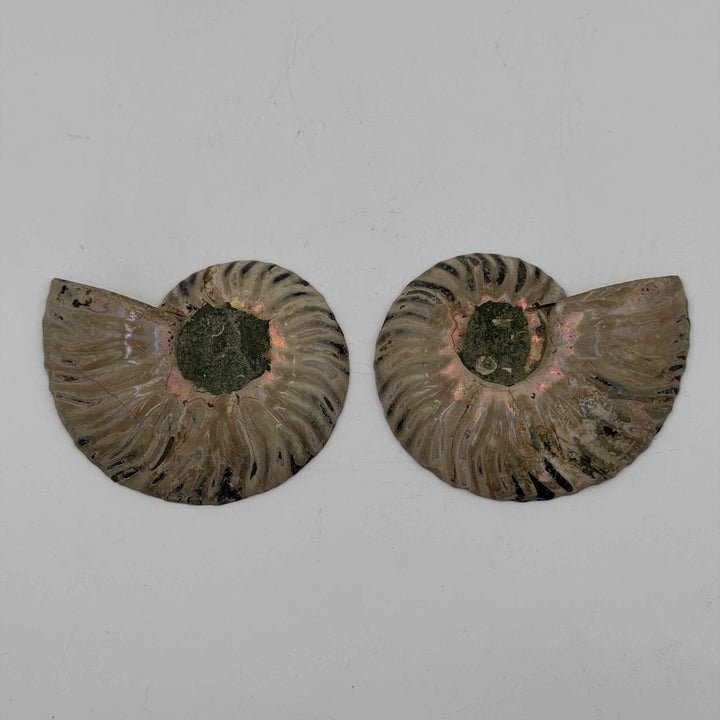 Ammonite Pair ~ 3-4"