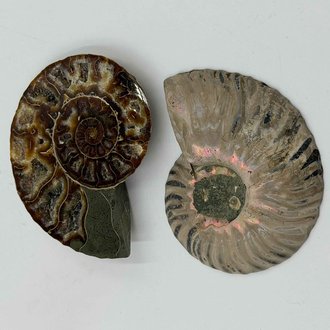 Ammonite Pair ~ 3-4"