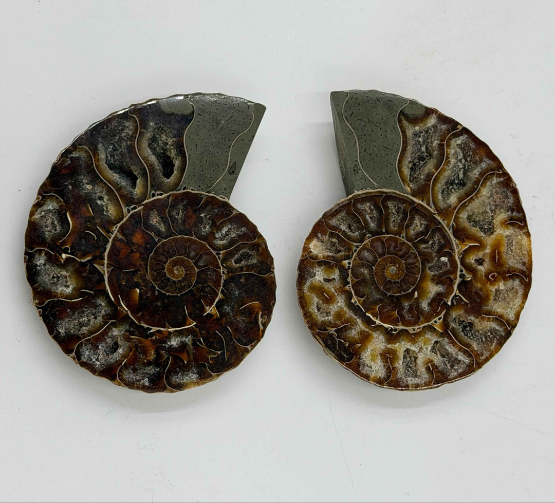 Ammonite Pair ~ 3-4"