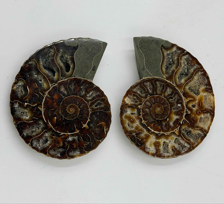 Ammonite Pair ~ 3-4"