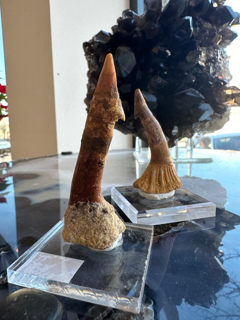 Onchopristis Barb/Tooth (LG) from Morocco