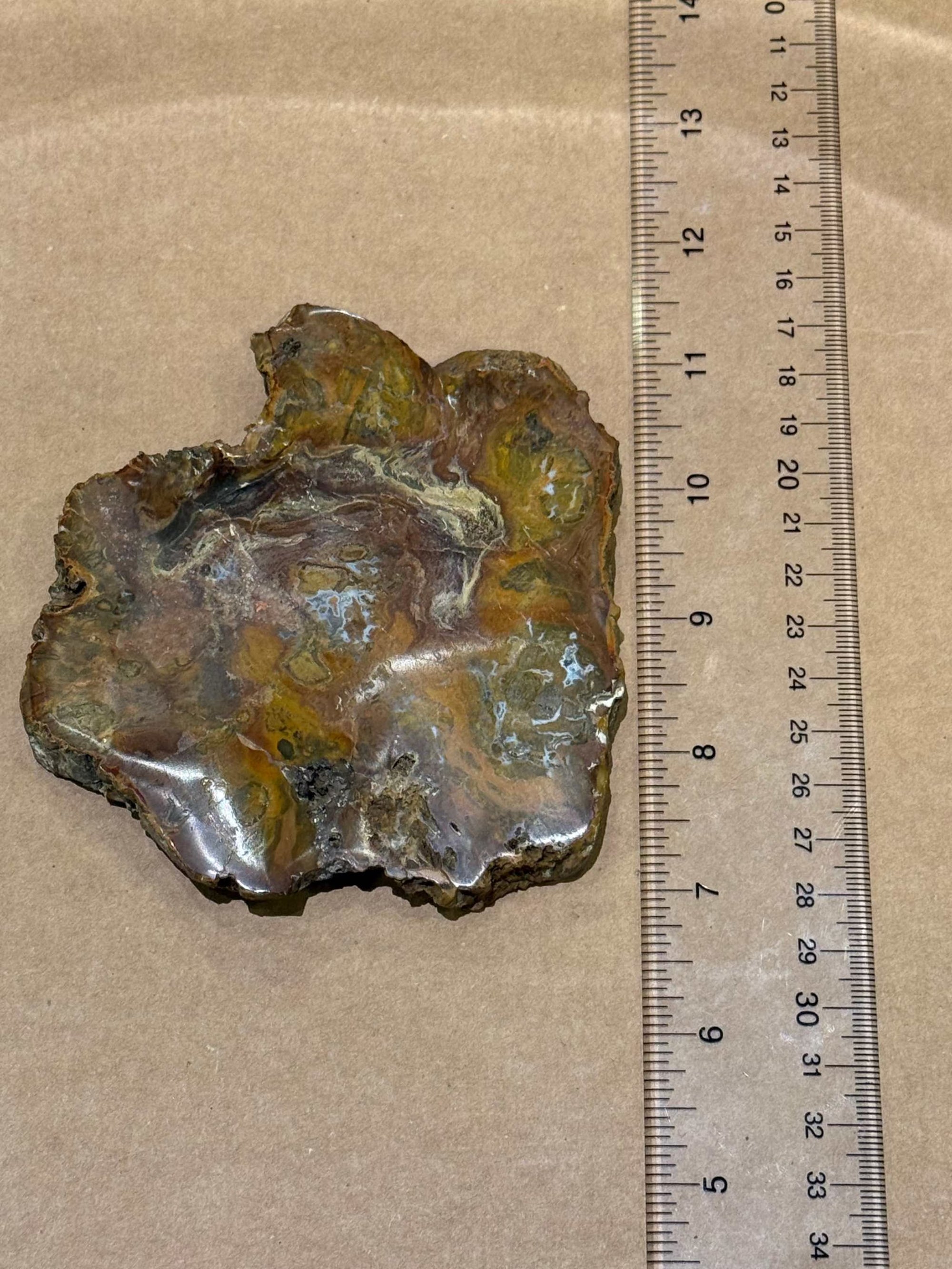 Petrified Wood Slice by Weight