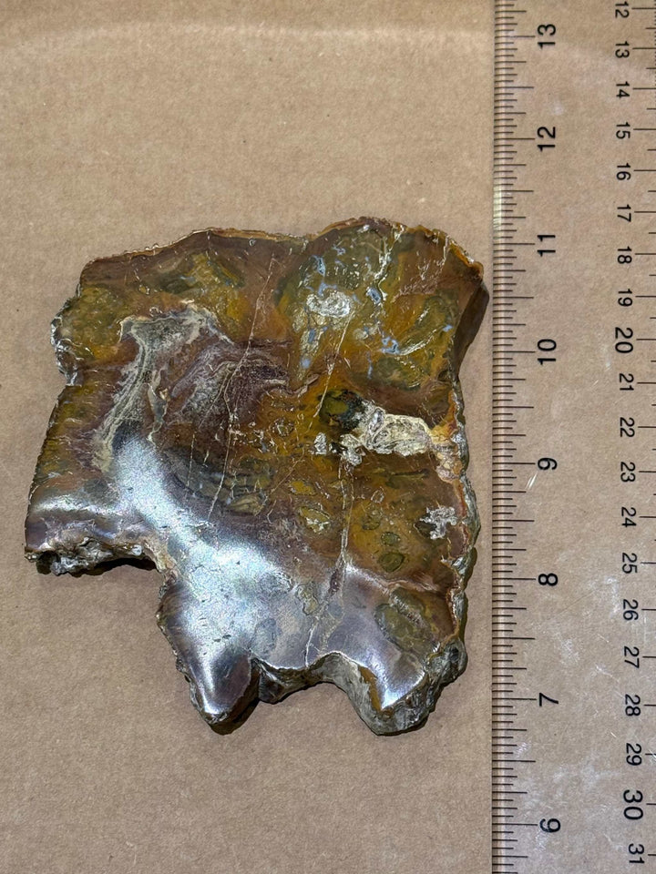 Petrified Wood Slice by Weight