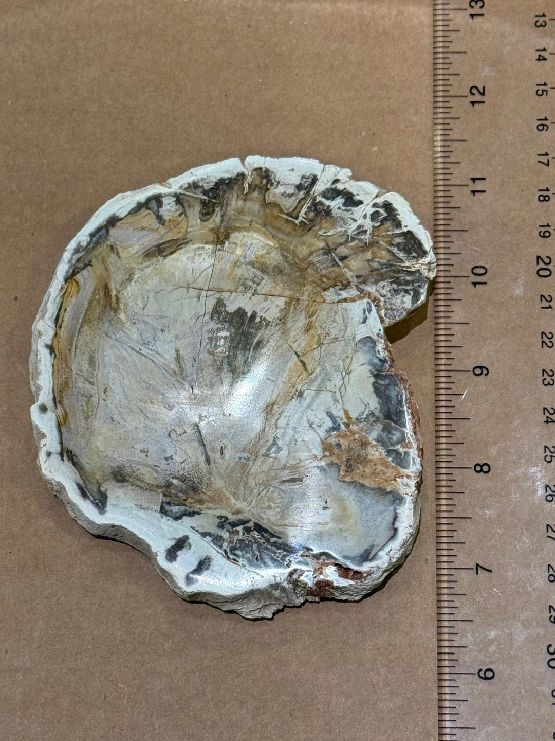 Petrified Wood Slice by Weight