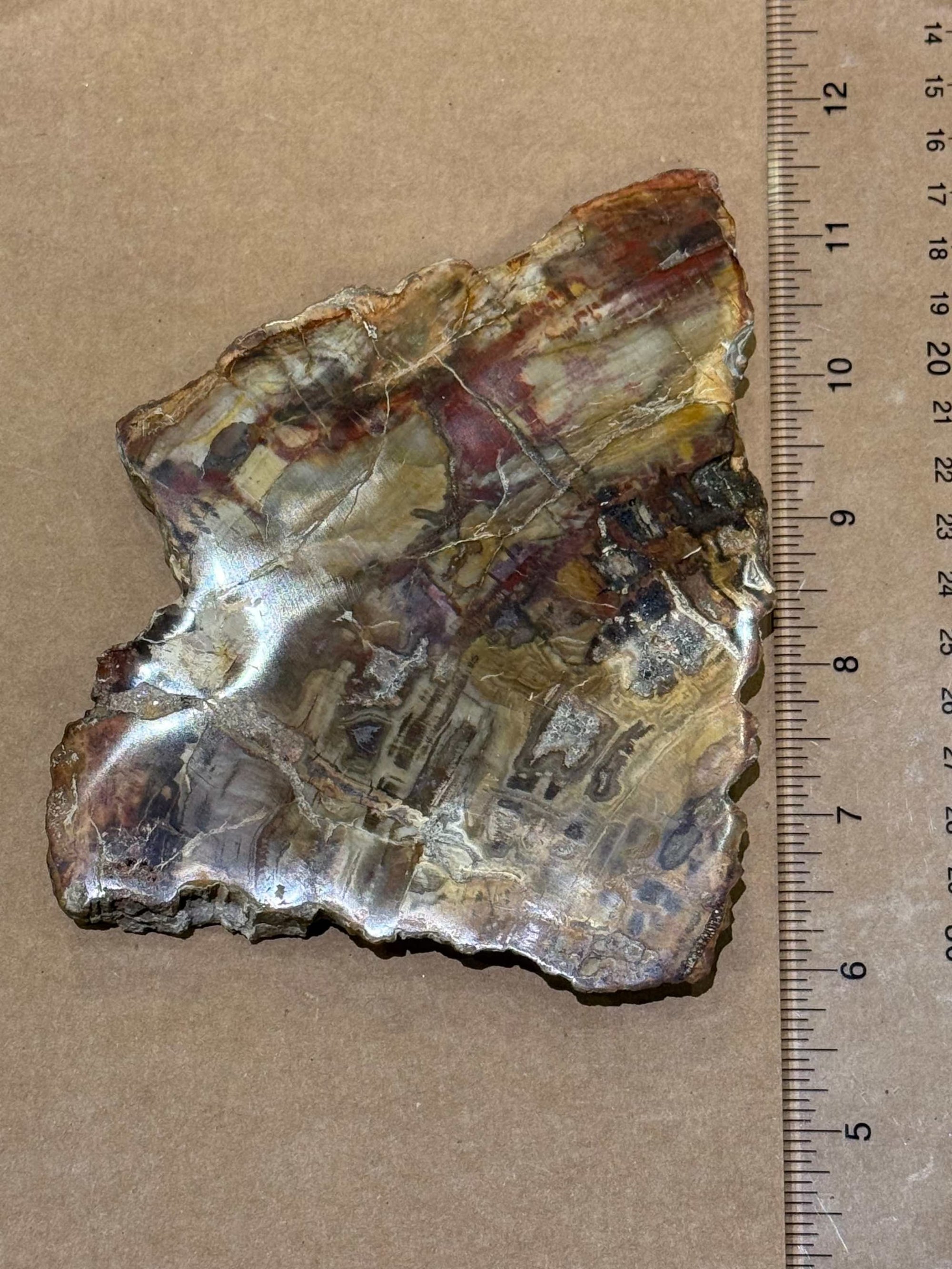 Petrified Wood Slice by Weight