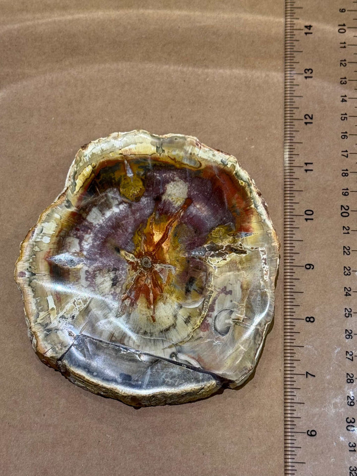 Petrified Wood Slice by Weight