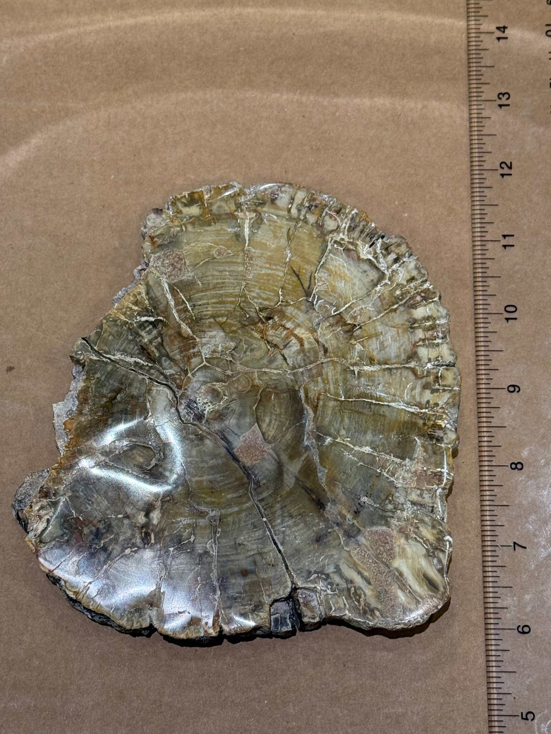 Petrified Wood Slice by Weight