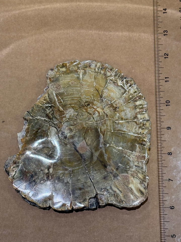 Petrified Wood Slice by Weight