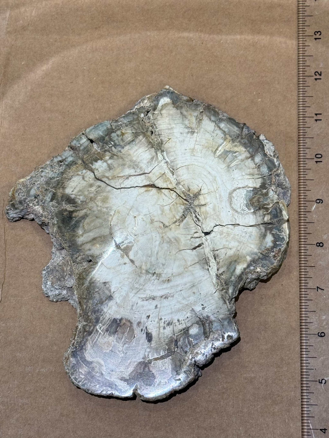 Petrified Wood Slice by Weight