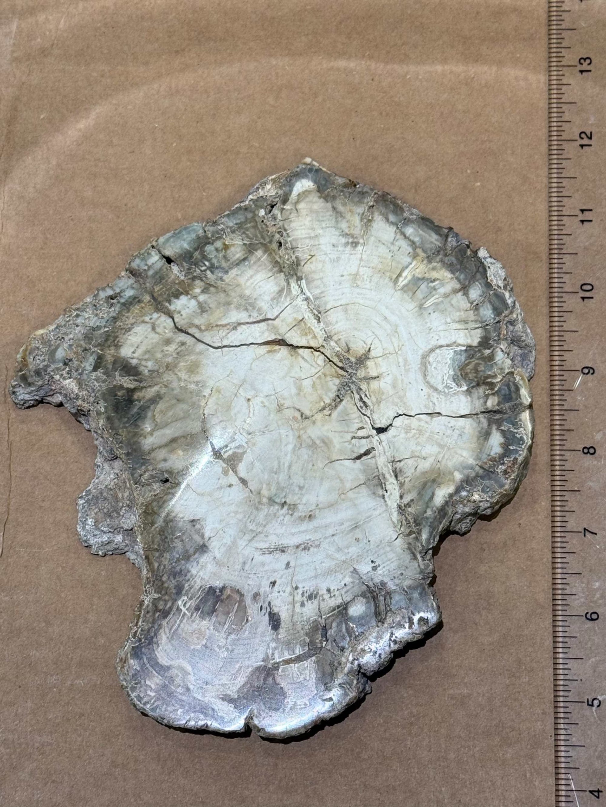 Petrified Wood Slice by Weight