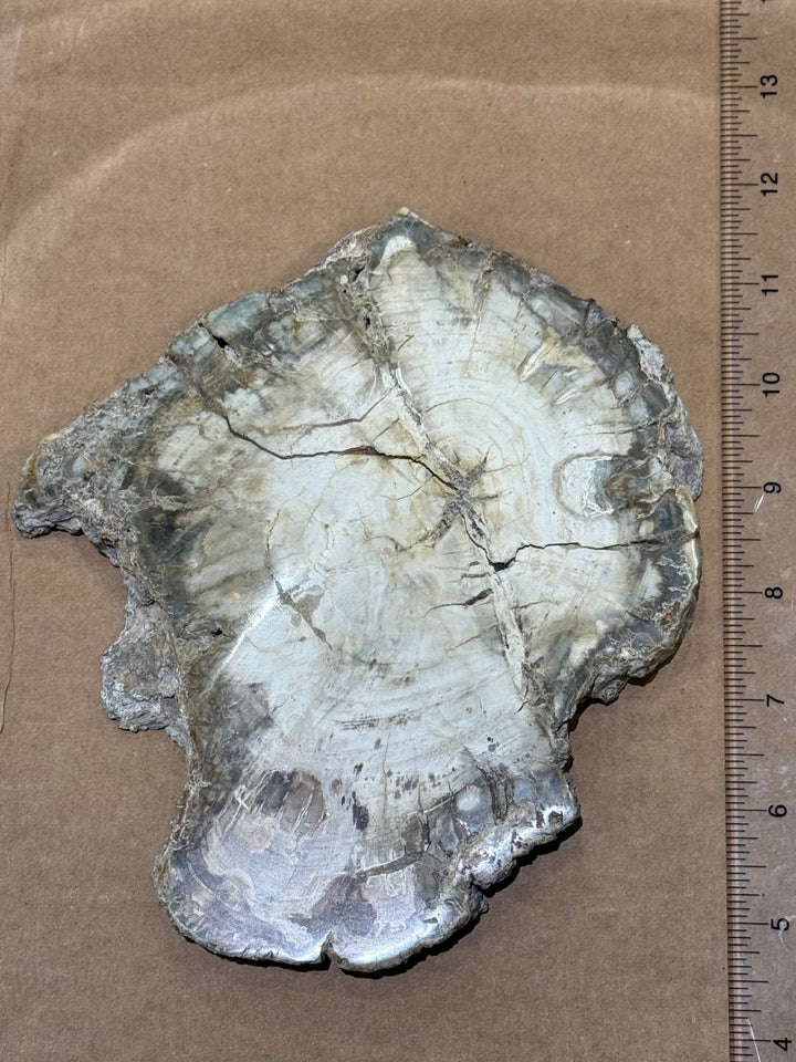 Petrified Wood Slice by Weight