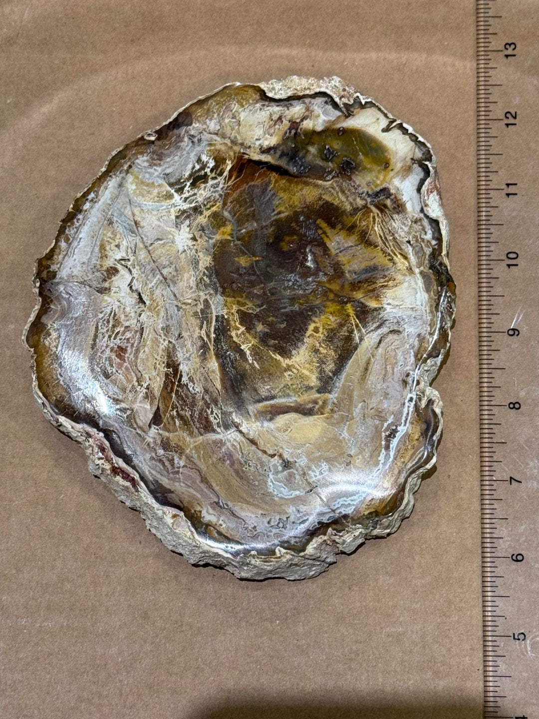 Petrified Wood Slice by Weight